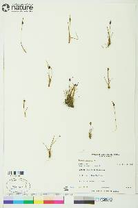 Juncus biglumis image