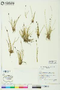 Juncus biglumis image