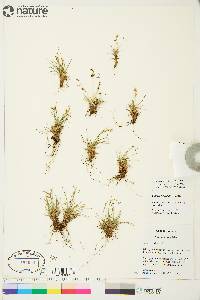 Carex capillaris image