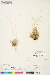 Carex capillaris image