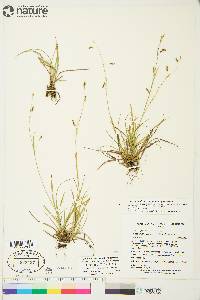 Carex capillaris image