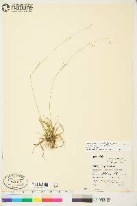 Carex capillaris image