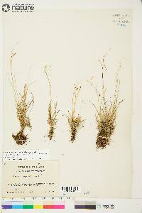 Carex capillaris image