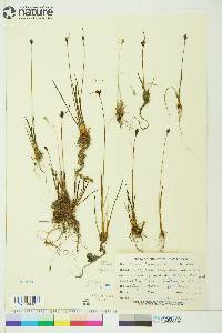 Juncus biglumis image