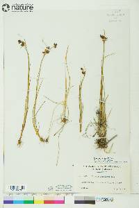 Juncus castaneus image