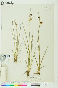 Juncus castaneus image