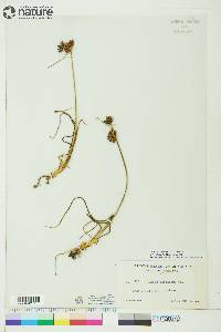 Juncus castaneus image