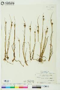 Juncus castaneus image