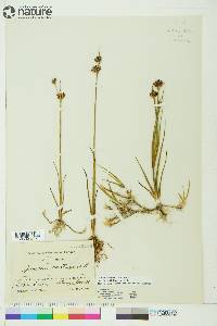 Juncus castaneus image