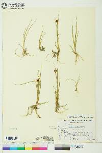 Juncus castaneus image