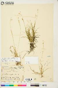 Carex capillaris image