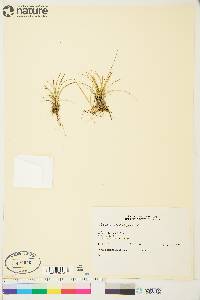 Carex capillaris image