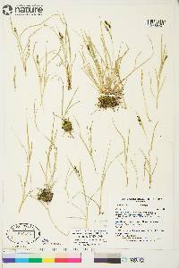 Carex garberi image