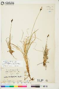 Carex bigelowii image