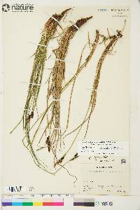 Carex bigelowii subsp. lugens image