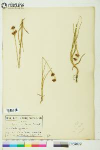 Juncus castaneus image