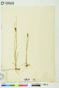 Juncus castaneus image