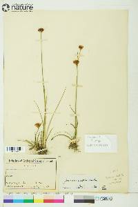 Juncus castaneus image