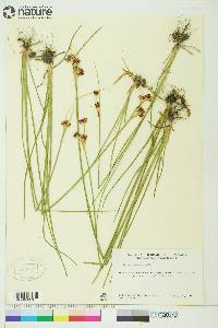 Juncus castaneus image