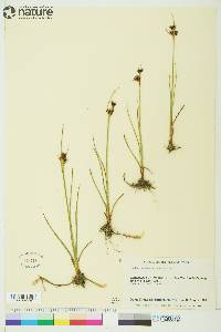 Juncus castaneus image