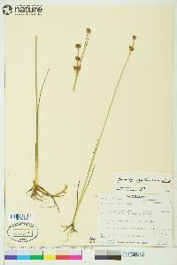 Juncus castaneus image