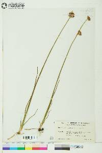 Juncus castaneus image