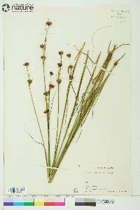 Juncus castaneus image