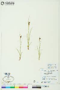 Juncus castaneus image