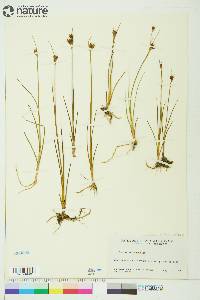 Juncus castaneus image