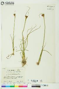 Juncus castaneus image