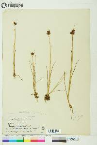 Juncus castaneus image