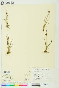 Juncus castaneus image