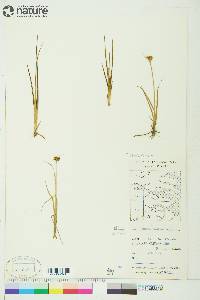 Juncus castaneus image