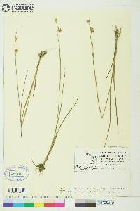 Juncus castaneus image