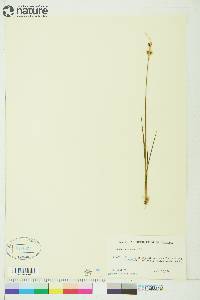 Juncus castaneus image