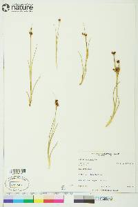 Juncus castaneus image