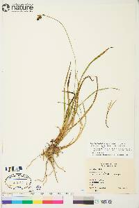 Carex bigelowii subsp. lugens image