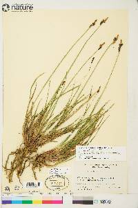 Carex bigelowii image