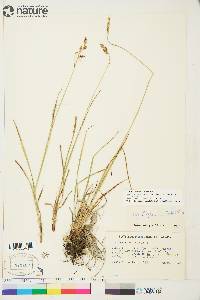 Carex atratiformis image