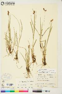 Carex atratiformis image