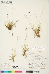 Carex capillaris image