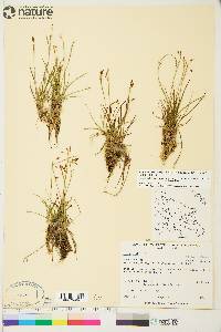 Carex capillaris image