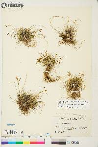 Carex capillaris image