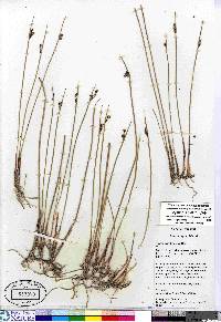 Juncus arcticus image