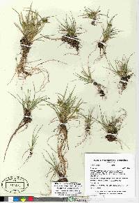 Carex viridula image