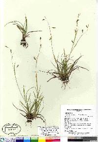 Carex capillaris image