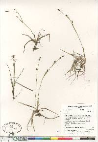 Carex vaginata image