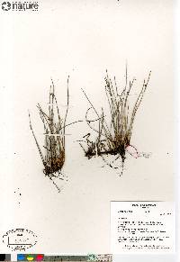 Juncus arcticus subsp. arcticus image