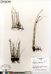 Juncus arcticus subsp. arcticus image