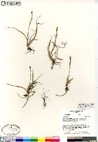 Carex vaginata image